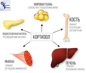 Кортизол – друг или враг? Как снизить кортизол?